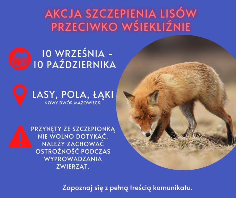 10 września - 10 października akcja szczepień lisów przeciwko wściekliźnie. Lasy, pola, łąki Nowy Dwór Mazowiecki. Przynęty...