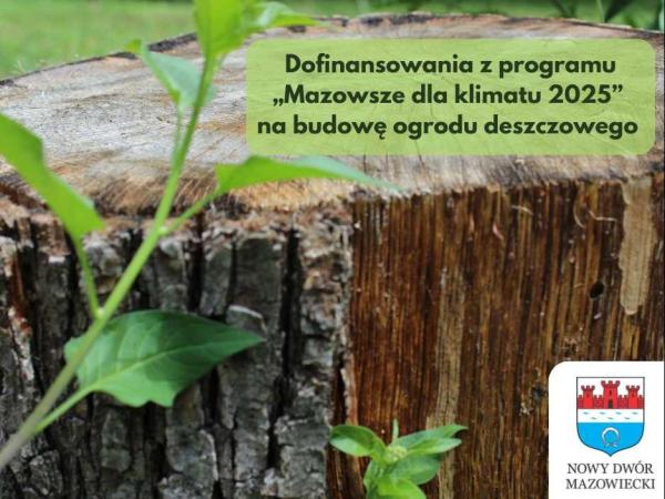 Zielone gałązki wokół ściętego pnia drzewa.